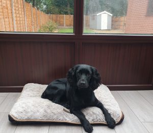 reliable pet care in fylde