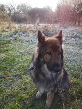 Chigwell Dog Walker
