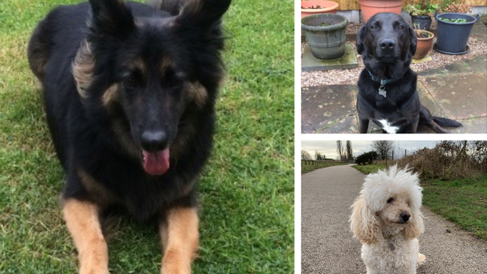 Professional Dog Walker in Upton