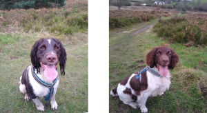 rofessional Dog Walking Service in Cannock
