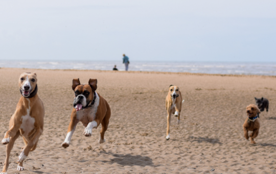 The Best Places to Walk Your Dog in Fylde