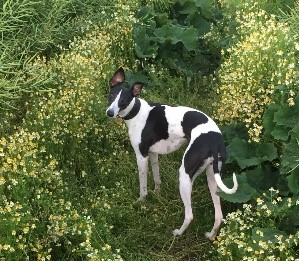 Professional dog home boarding in andover