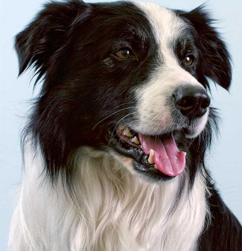 Border Collie - Meet The Breed - My Best Friend Dog Care