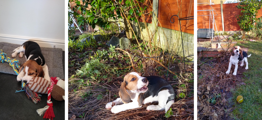 puppy care service in Burntwood
