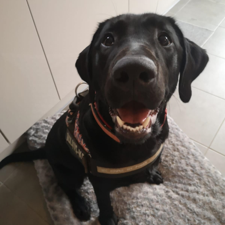 Day Care For Dogs in Chigwell