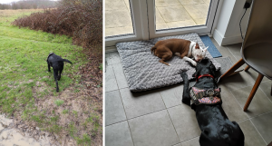 Home based Day Care For Dogs in Chigwell