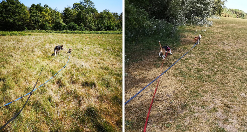 Long Dog Leads