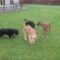 Best Doggy Day Care in Draperstown