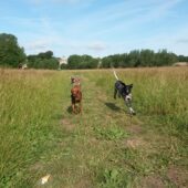 My Best Friend Dog Walking Fareham