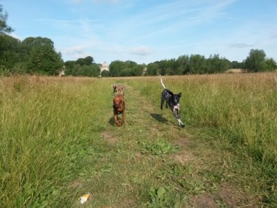My Best Friend Dog Walking Fareham