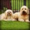 My Best Friend Doggy Day Care