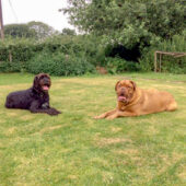 Fareham Pet Sitting Service