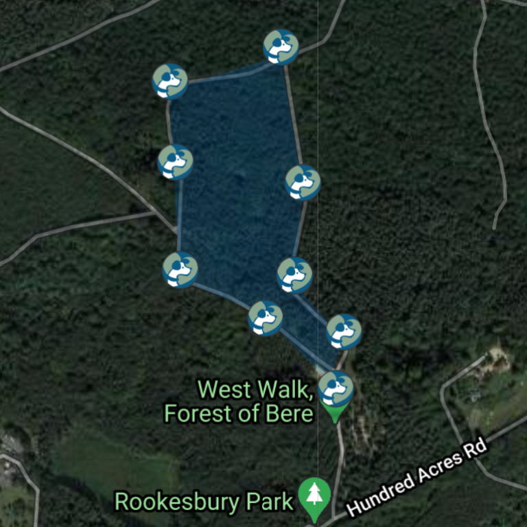 Forest of Bere Dog Walk
