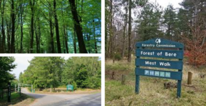Forest of Bere walks