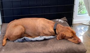 Home Based Doggy day care in Andover