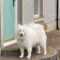 Dog Home Boarding Magherafelt