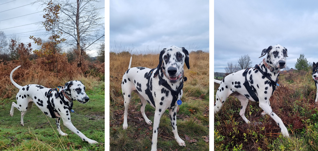 Burntwood Dog Walker