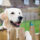 Home Based Doggy Day Care in Burford